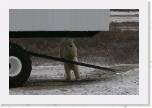 032 Bear under buggy * This guy was checking out the undercarriage of the buggy. * 745 x 493 * (143KB)